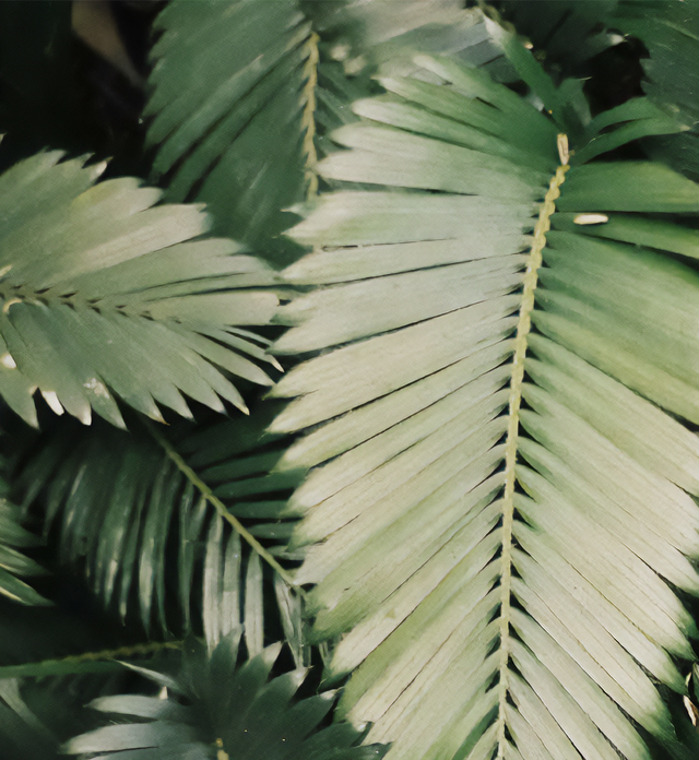 ナチュラルシェイクベース