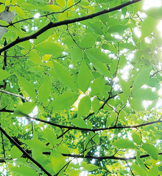 プレストパウダーファンデーション